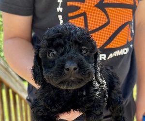 Poodle (Toy) Puppy for sale in MARION, NC, USA
