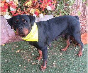 Rottweiler Dogs for adoption in Oklahoma City, OK, USA