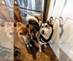 Small Photo #1 Siberian Husky Puppy For Sale in CLERMONT, FL, USA