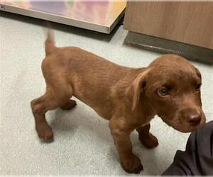 Labrador Retriever-Unknown Mix Dogs for adoption in Baytown, TX, USA