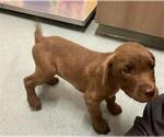 Small Labrador Retriever Mix