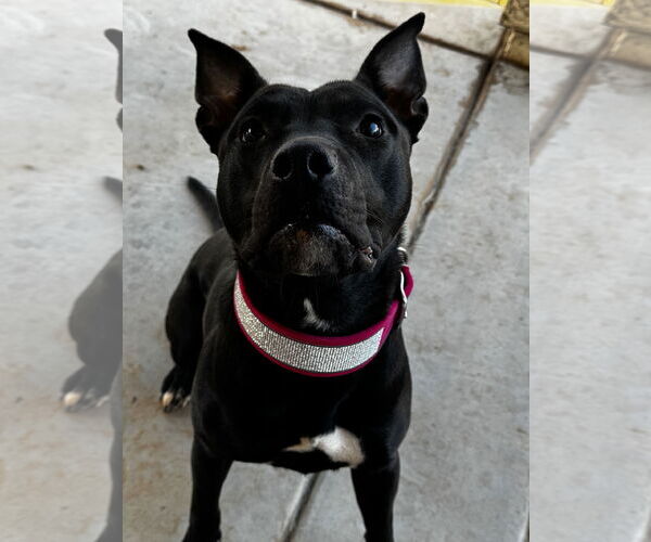 Medium Photo #2 American Pit Bull Terrier-Unknown Mix Puppy For Sale in Chandler, AZ, USA