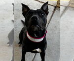 Small #1 American Pit Bull Terrier Mix