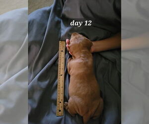 Vizsla Puppy for sale in ARLINGTON, TX, USA