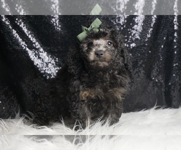 Medium Photo #5 Poodle (Toy) Puppy For Sale in WARSAW, IN, USA