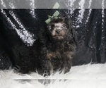 Small #4 Poodle (Toy)