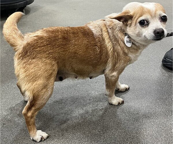 Medium Photo #1 Chihuahua Puppy For Sale in Forestville, MD, USA