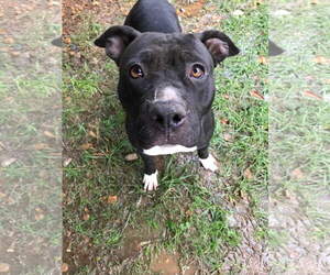 American Staffordshire Terrier Dogs for adoption in Jackson, MS, USA