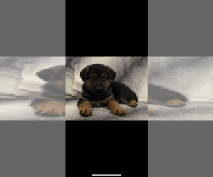 German Shepherd Dog Puppy for Sale in COLTON, California USA