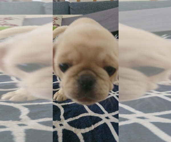 Medium Photo #3 Pug Puppy For Sale in NEW IPSWICH, NH, USA