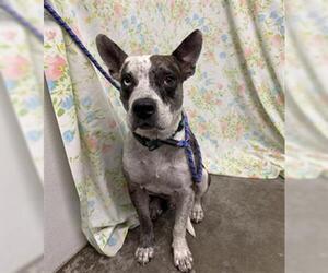 Catahoula Leopard Dog Dogs for adoption in Rosenberg, TX, USA