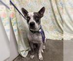 COCO - Male Catahoula Leopard Dog Dog for Adoption - Small photo