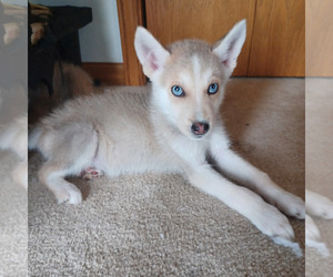 Gerberian Shepsky Puppy for sale in EDMORE, MI, USA