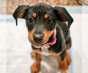 Jack Russell Terrier-Unknown Mix Dogs for adoption in St. Louis Park, MN, USA