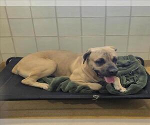 Mastiff Dogs for adoption in Derwood, MD, USA