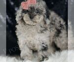 Small Photo #23 Poodle (Toy) Puppy For Sale in WARSAW, IN, USA