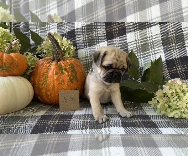Medium Photo #4 Puggle Puppy For Sale in ELKTON, VA, USA