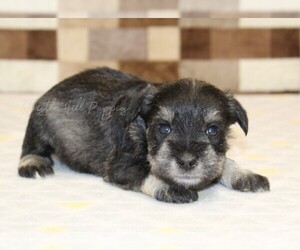 Schnauzer (Miniature) Puppy for sale in DENVER, PA, USA