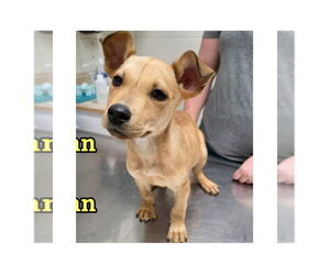 Labrador Retriever-Unknown Mix Dogs for adoption in Mooresville, NC, USA