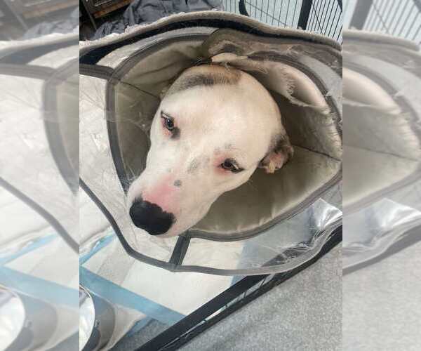 Medium Photo #1 Anatolian Shepherd-Unknown Mix Puppy For Sale in Calgary, Alberta, Canada