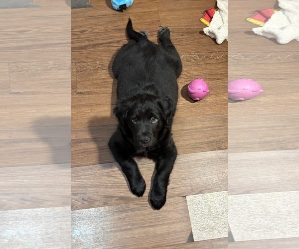 Medium Photo #2 Collie-Labrador Retriever Mix Puppy For Sale in pomfret, CT, USA