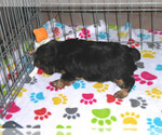Small Photo #9 Yorkshire Terrier Puppy For Sale in ORO VALLEY, AZ, USA
