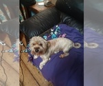 Small #1 Yorkshire Terrier