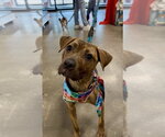 Small #9 Mutt
