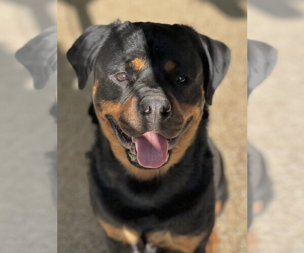 Medium Photo #7 Rottweiler Puppy For Sale in Mooresville, NC, USA