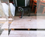 Small Photo #11 Cane Corso Puppy For Sale in SPRINGFIELD, MO, USA