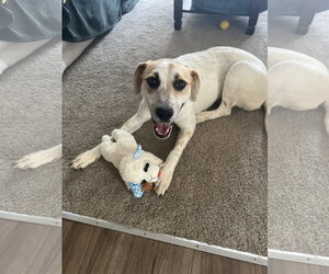 Great Pyrenees-Texas Heeler Mix Dogs for adoption in Aurora, CO, USA