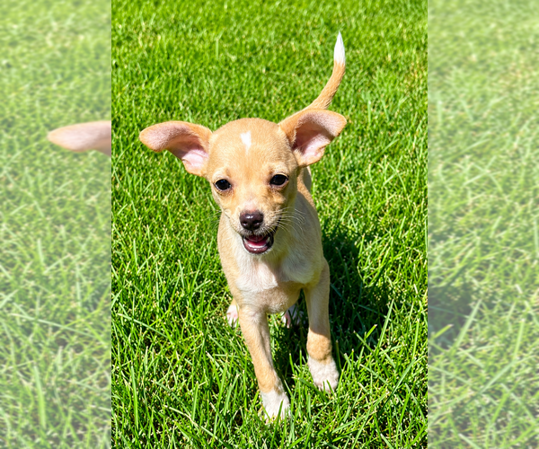Medium Photo #3 Chihuahua Puppy For Sale in FAIR HAVEN, MI, USA