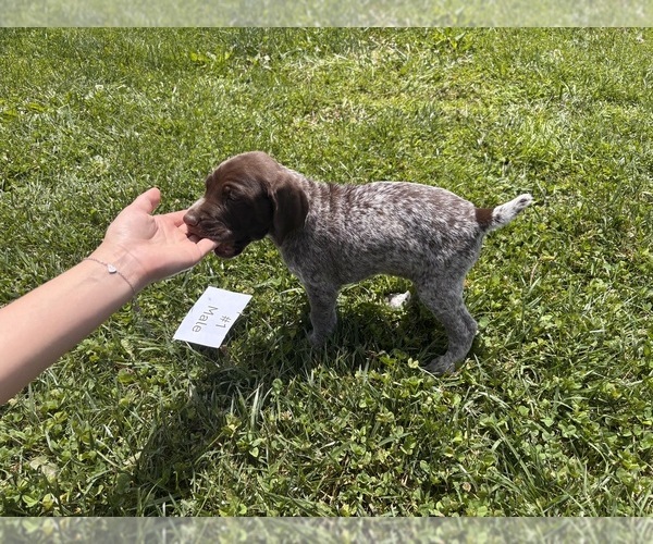 Medium Photo #5 German Shorthaired Pointer Puppy For Sale in BATESVILLE, IN, USA