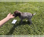 Small #4 German Shorthaired Pointer