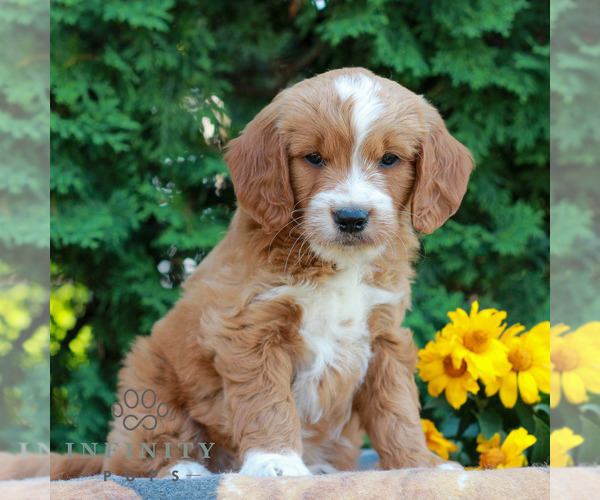 Medium Photo #3 Goldendoodle Puppy For Sale in LITITZ, PA, USA