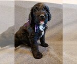 Small Photo #4 Bernedoodle Puppy For Sale in GRANTSVILLE, UT, USA