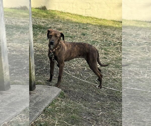 Medium Photo #3 Plott Hound-Unknown Mix Puppy For Sale in Springdale, PA, USA