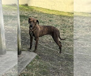 Cricket - Female Plott Hound-Unknown Mix Dog for Adoption - Photo #3
