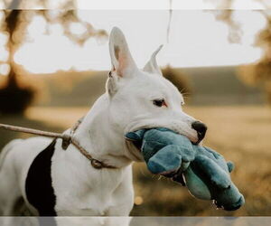 American Pit Bull Terrier-Unknown Mix Dogs for adoption in Germantown, OH, USA