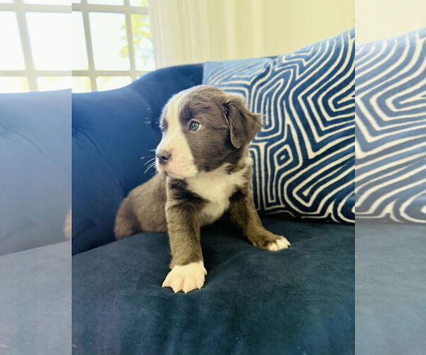 Medium Photo #5 American Staffordshire Terrier-Labrador Retriever Mix Puppy For Sale in Holly Springs, NC, USA