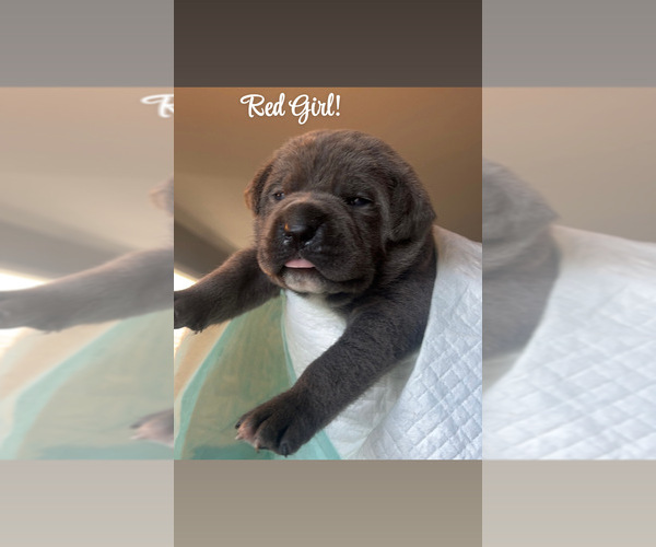 Medium Photo #3 Cane Corso Puppy For Sale in JOLIET, IL, USA