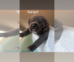 Small #2 Cane Corso