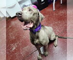 Small #6 Labrador Retriever Mix