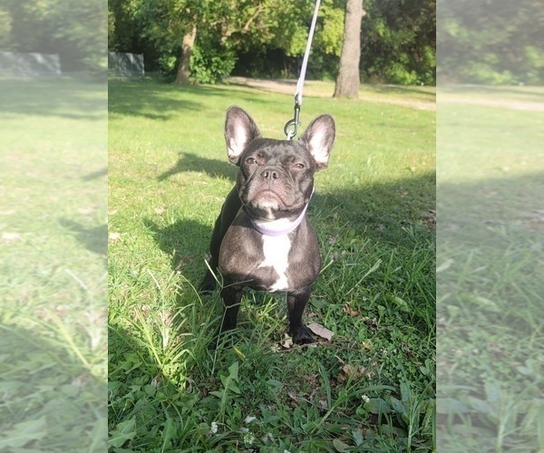 Full screen Photo #1 French Bulldog Puppy For Sale in INDIANAPOLIS, IN, USA