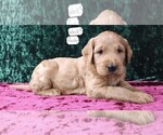Puppy 5 Labradoodle