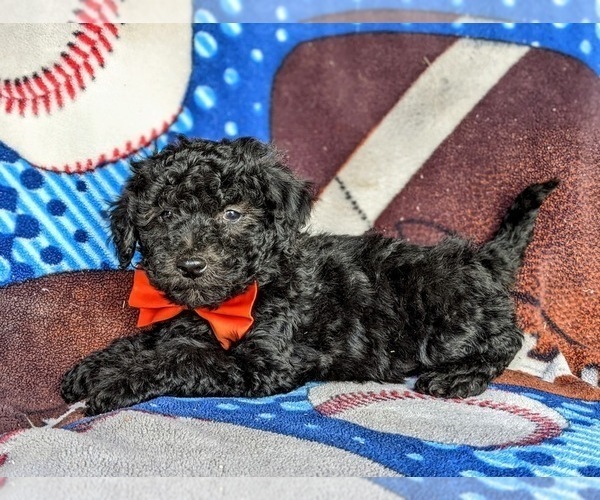 Medium Photo #2 Poodle (Miniature) Puppy For Sale in KIRKWOOD, PA, USA