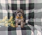 Small Photo #2 YorkiePoo Puppy For Sale in LINCOLN UNIVERSITY, PA, USA