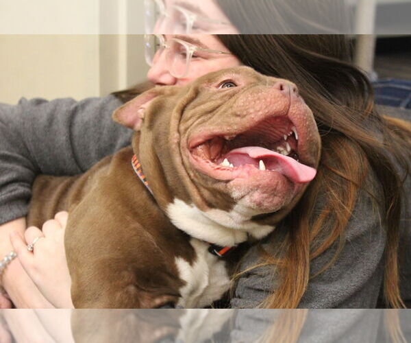 Medium Photo #4 Bulldog Puppy For Sale in Chestertown, MD, USA