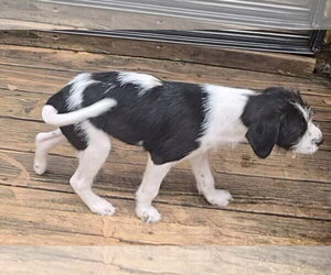 Sokka - Male Mutt Dog for Adoption - Photo #2
