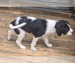 Small Photo #2 Mutt Puppy For Sale in Alexander, AR, USA